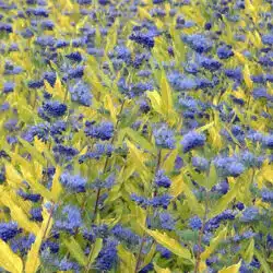 Caryopteris X Clandonensis Worcester Gold Potted Shrubs 8421