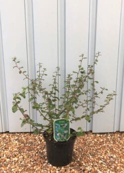 Ceanothus Autumnal Blue Potted Shrubs 8424