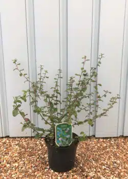 Ceanothus Autumnal Blue Potted Shrubs 8424
