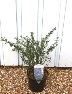 Ceanothus Concha Potted Shrubs 8422