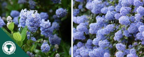 BUY CEANOTHUS THYRSIFLORUS VAR REPENS SHRUBS ONLINE FROM HOPES GROVE NURSERIES