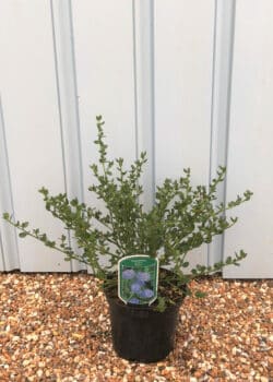 Ceanothus Skylark Potted Shrubs 8423
