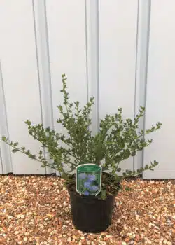 Ceanothus Skylark Potted Shrubs 8423