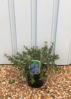 Ceanothus Thyrsiflorus Var Repens Potted Shrubs 8425