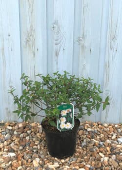 Cistus Corbariensis Potted Ground Cover 8393
