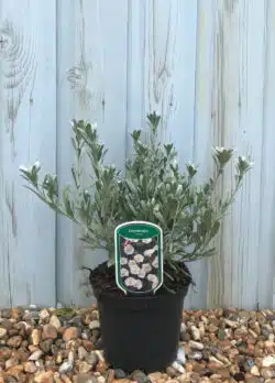 Convolvulus Cneorum Potted Shrubs 8426