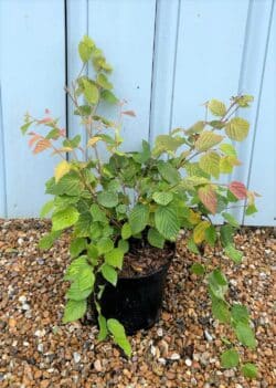 Corylopsis Pauciflora Potted Shrubs 8427