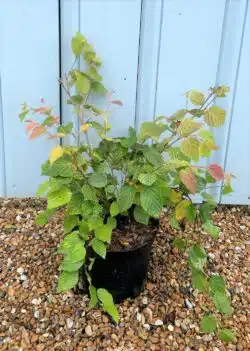 Corylopsis Pauciflora Potted Shrubs 8427