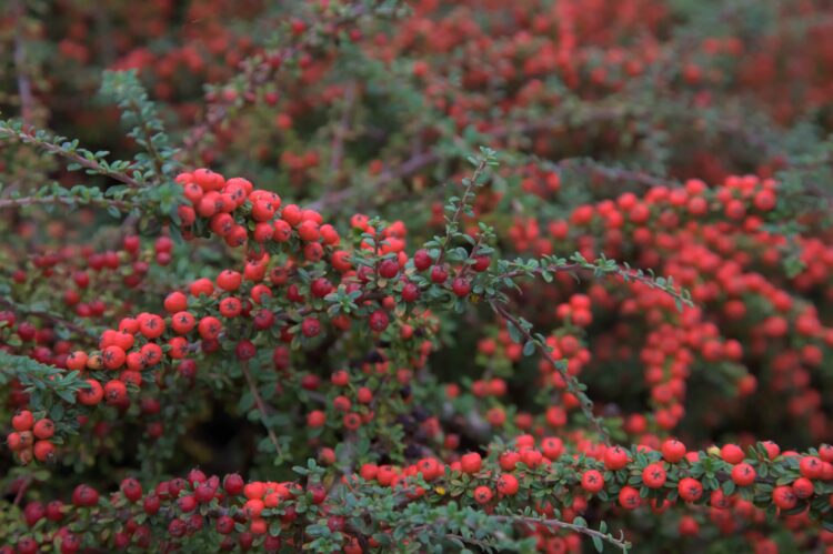 COTONEASTER X SUECICUS CORAL BEAUTY WITH MANY ORANGE RED BERRIES