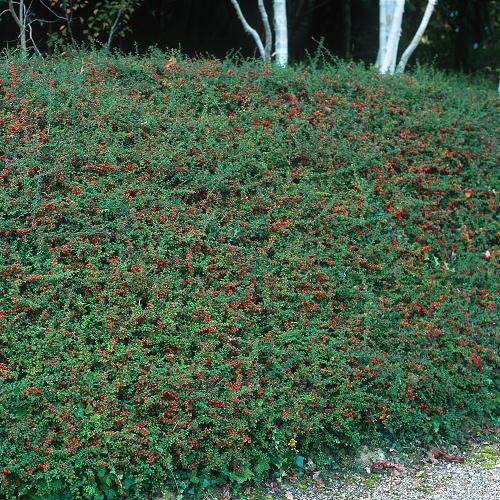 LARGE AREA OF COTONEASTER CORAL BEAUTY USED AS GROUND COVER PLANTING