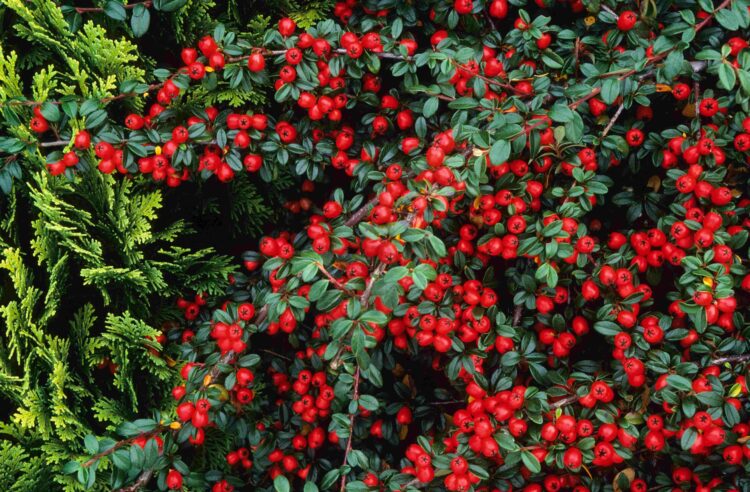 COTONEASTER CORAL BEAUTY WITH MANY BRIGHT RED BERRIES