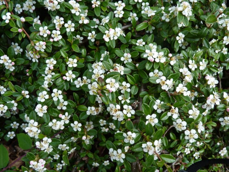 COTONEASTER X SUECICUS CORAL BEAUTY IN FLOWER