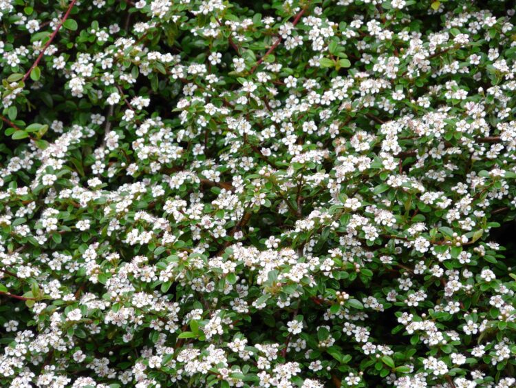 COTONEASTER DAMMERI COVERED IN MANY WHITE FLOWERS
