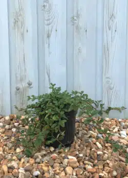 Cotoneaster Dammeri Potted Ground Cover 8396