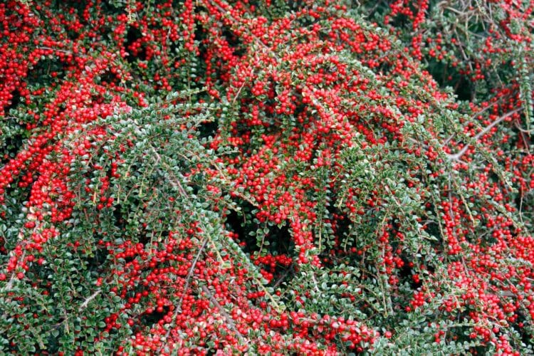 MANY RED BERRIES ON WALLSPRAY COTONEASTER