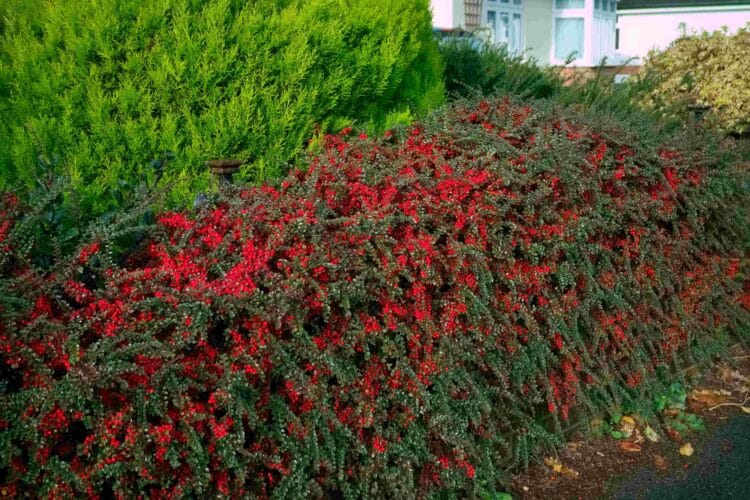 HEDGE GROWN FROM COTONEASTER HORIZONTALIS WITH MANY RED BERRIES