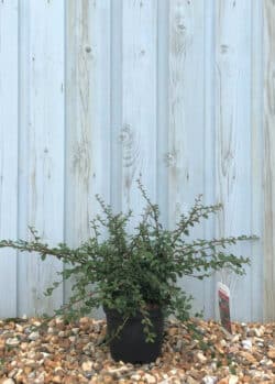 Cotoneaster X Suecicus Coral Beauty Potted Ground Cover 8395