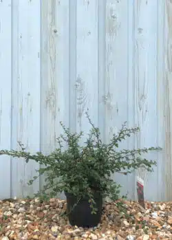 Cotoneaster X Suecicus Coral Beauty Potted Ground Cover 8395