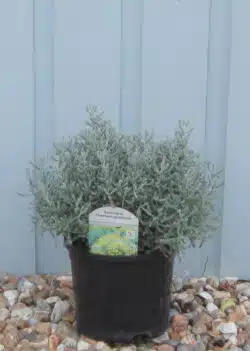 Cotton Lavender Santolina Chamaecyparissus Potted Hedging 7063