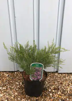 Diosma Ericoides Pink Fountain Potted Shrubs 8430