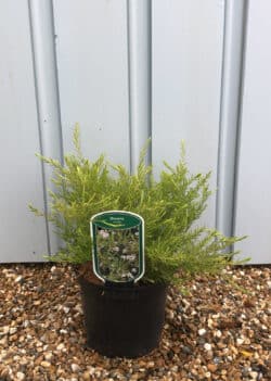 Diosma Ericoides Sunset Gold Potted Shrubs 8431