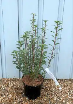 Enkianthus Campanulatus Potted Shrubs 8432
