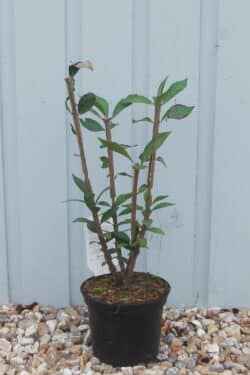 Euonymus Alatus Compactus Potted Shrubs 8429