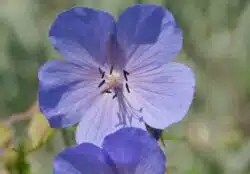 GERANIUM JOHNSONS BLUE FLOWER DETAIL
