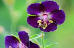 GERANIUM PHAEUM FLOWER DETAIL