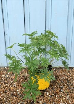 Geranium Rozanne Potted Ground Cover 8398