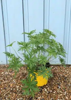 Geranium Rozanne Potted Ground Cover 8398