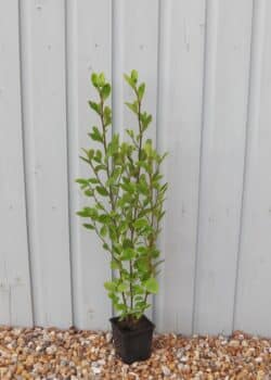 Griselinia Littoralis Potted Hedging 60-80cm 24-36in