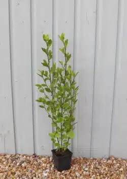 Griselinia Littoralis Potted Hedging 60-80cm 24-36in