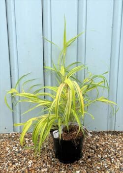 Hakonechloa Macra Aureola Potted Grasses 8384