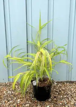 Hakonechloa Macra Aureola Potted Grasses 8384