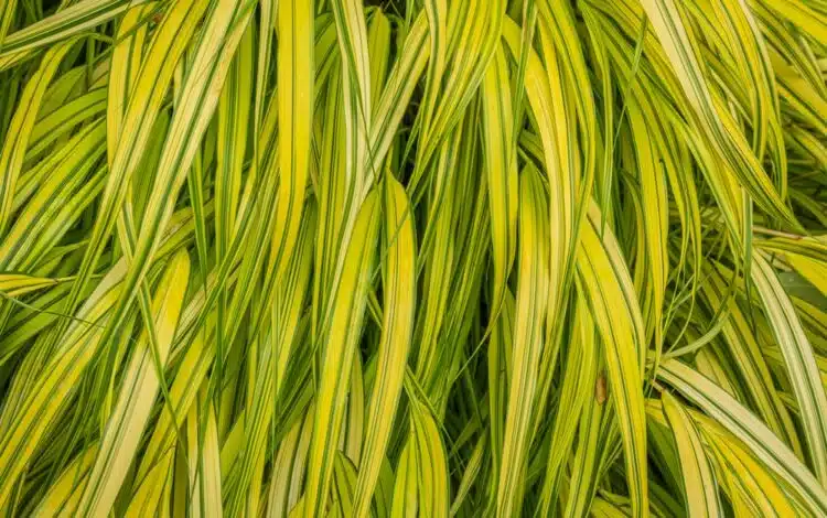 HAKONECHLOA MACRA AUREOLA FOLIAGE DETAIL
