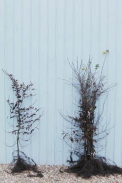 Hornbeam Bare Root Hedging 125-150cm 48-60in