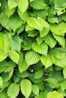Hornbeam Rootball Hedging 150-175cm 60-72in