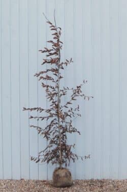 Hornbeam Rootball Hedging 175-200cm 72-78in