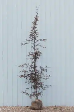 Hornbeam Rootball Hedging 200-225cm 78-90in