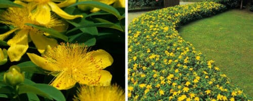 BUY HYPERICUM CALYCINUM PLANTS ONLINE FROM HOPES GROVE NURSERIES