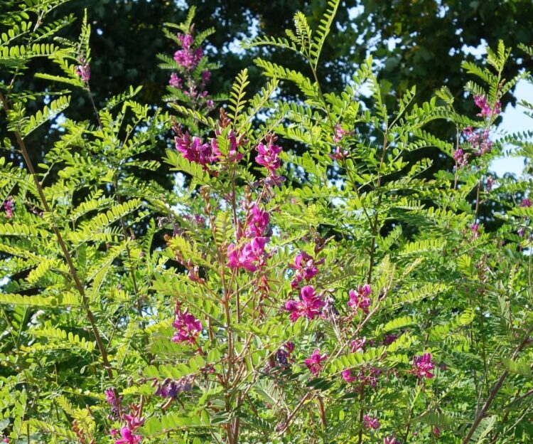 MATURE FLOWERING INDIGOFERA HETERANTHA SHRUB