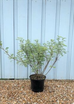 Indigofera Heterantha Potted Shrubs 8487