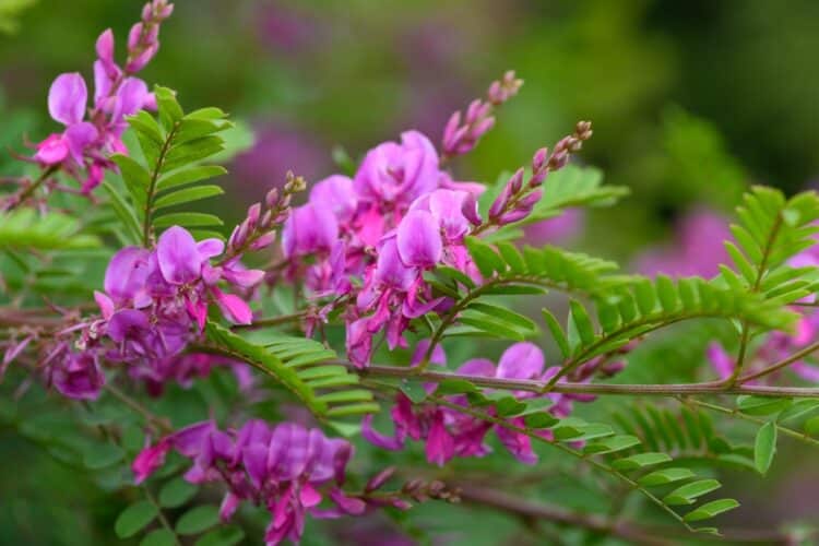 INDIGOFERA HETERANTHA FLOWER DETAIL