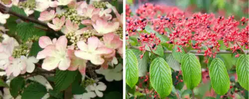VIBURNUM KILIMANJARO SUNRISE