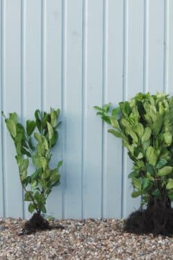 Laurel Common Bare Root Hedging 40-60cm 18-24in
