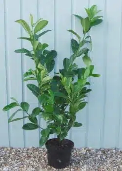 Laurel Common Potted Hedging 100-125cm 42-48in