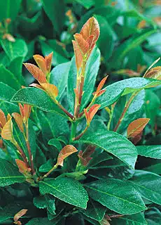 Laurel Etna Rootball Hedging 60-90cm 24-36in