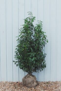 Laurel Portugal Rootball Hedging 120-150cm 48-60in