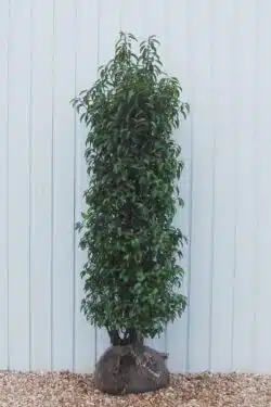 Laurel Portugal Rootball Hedging 150-175cm 60-72in